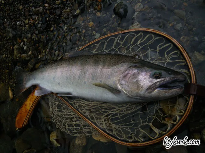 2012/09/29のヤマメ。47cm。1