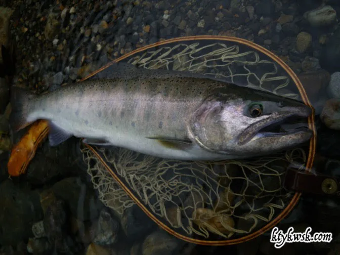 2012/09/29のヤマメ。47cm。5