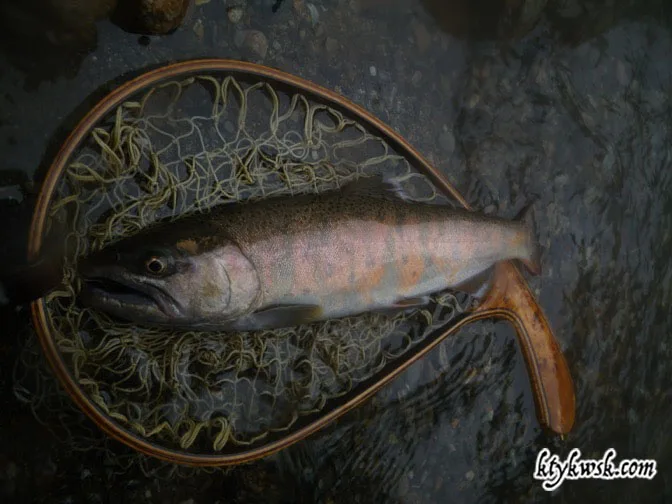 2019/09/29の釣りの3匹目のヤマメ。1
