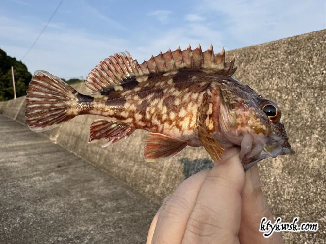 まずはカサゴ。