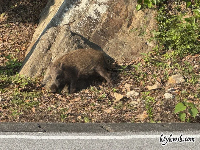 イノシシがいてビックリ！