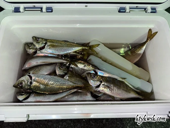 アジの釣果。