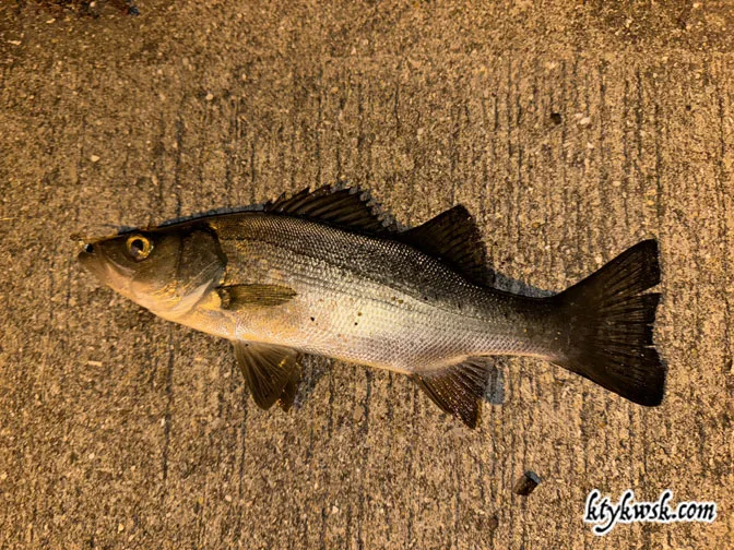 2024/11/30の釣り ヒラセイゴ