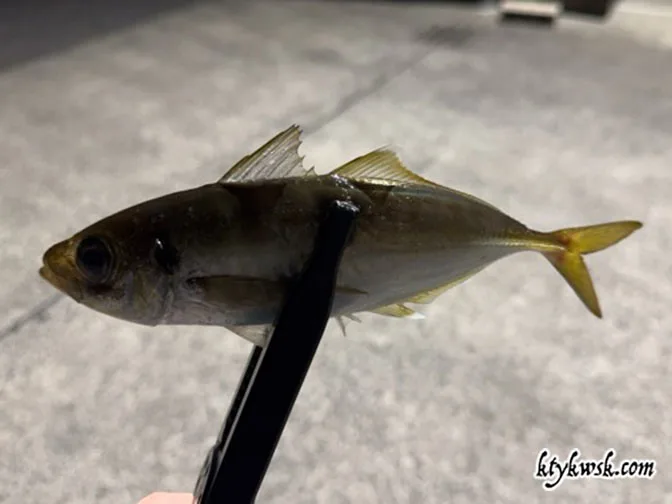 2025/04/26の釣りアジ