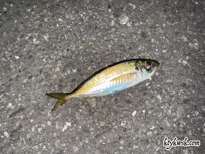 2025年08月14日の釣り 豆アジ1