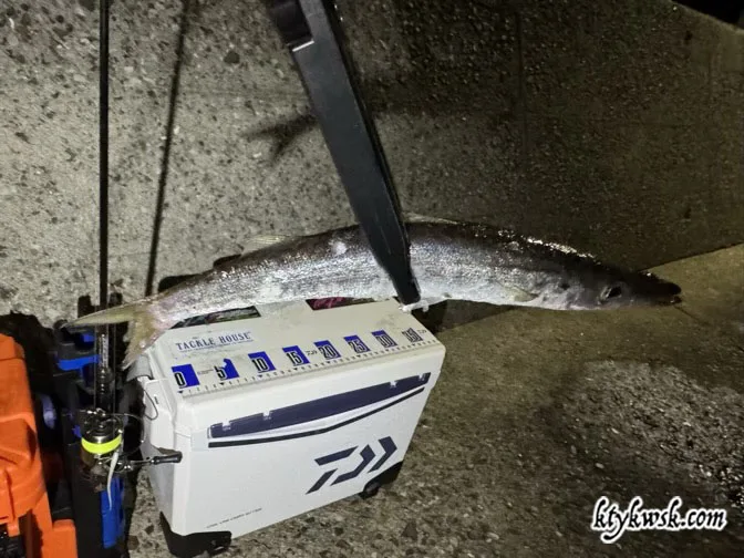 2025年08月14日の釣り カマス