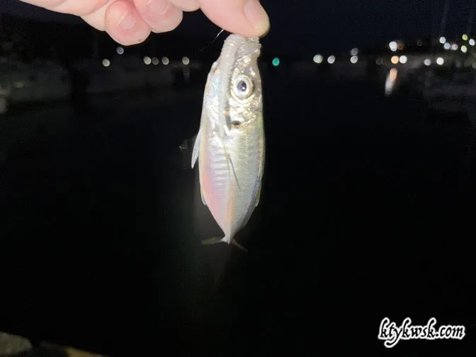 2025/08/16の釣り アジ