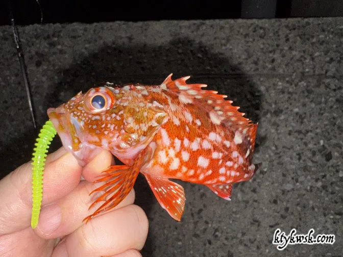 2025/08/23の釣り カサゴ