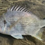 2025/02/11の釣りのアイキャッチ。キビレ。