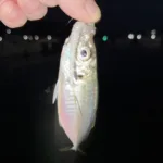 2025/08/16の釣り アイキャッチ
