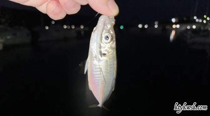 2025/08/16の釣り アイキャッチ