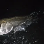 2024/12/17の釣り アイキャッチ