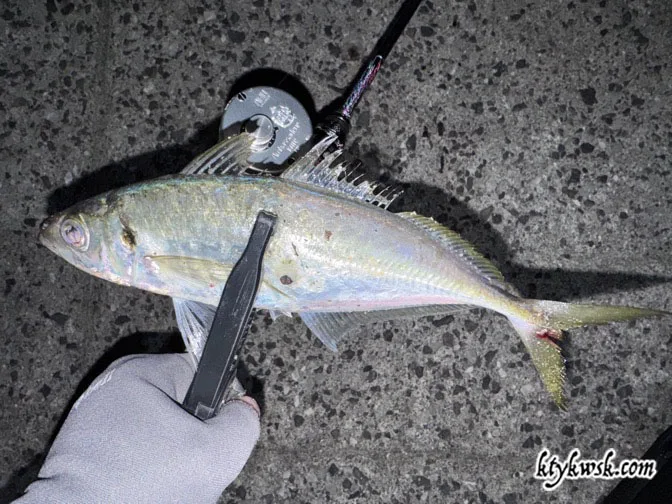 良型のアジとタックル、アンバサダー1601CとTFL-57WRXTi