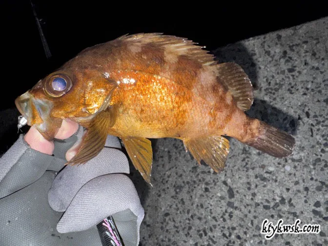 メバル。アカメバルかな？