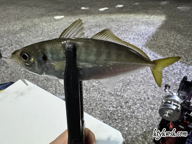 2026-05-17の釣りアジ