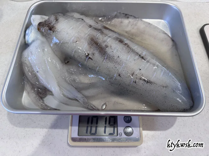 2026-05-17の釣りアオリイカ