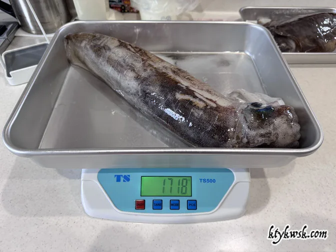 2026/05/30の釣りアオリイカ