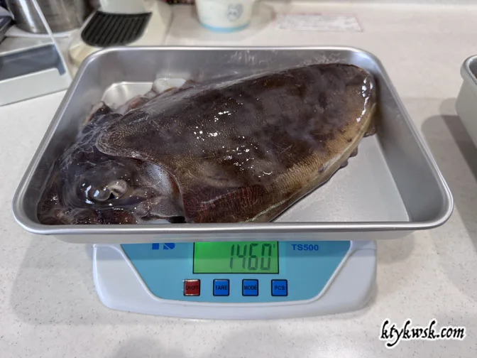 2026/05/30の釣りカミナリイカ